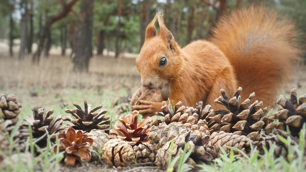 a squirrel eating a pine cone 
