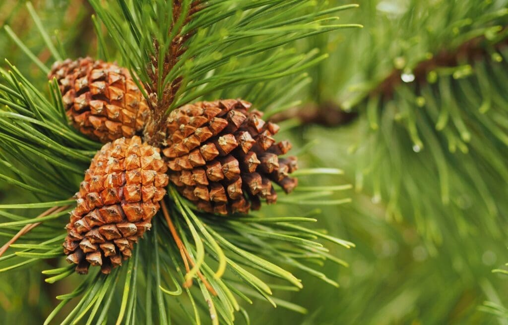 three pine cones on a branch