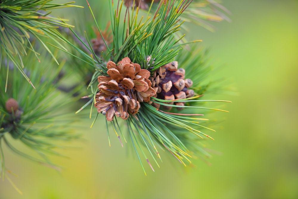 focused image of pine cones and needles