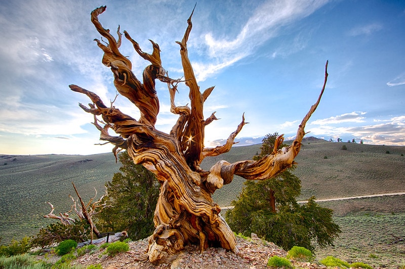 image of the oldest tree, the Methuselah