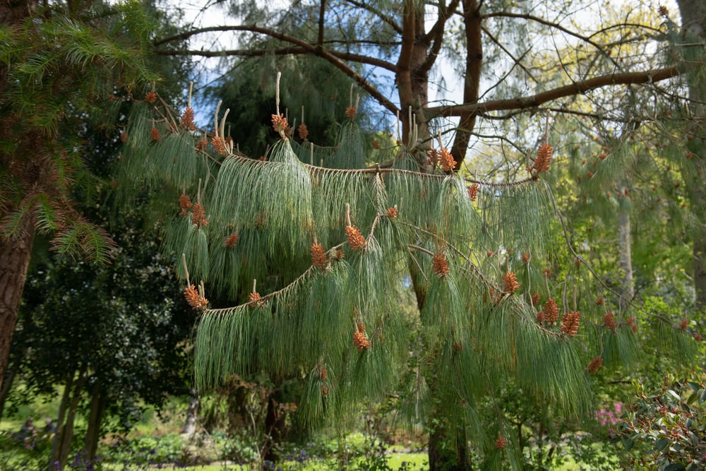 pines cone on the Mexican Weeping Pine Tree