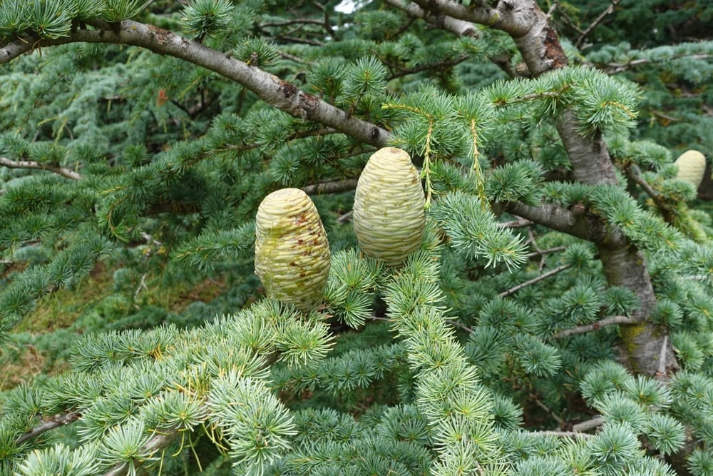 image of atlas cedar cones on a tree