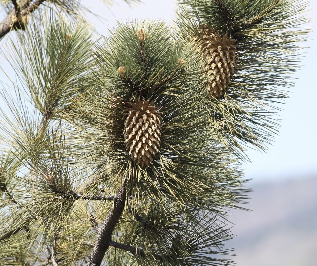 image of a coulter pine on a pine tree