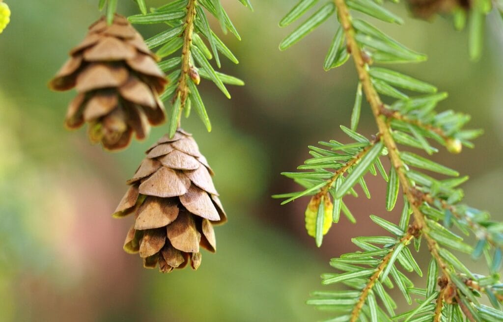 close up image of an eastern hemlock pine cone