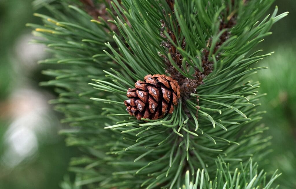 close up shot of a pine cone and needles