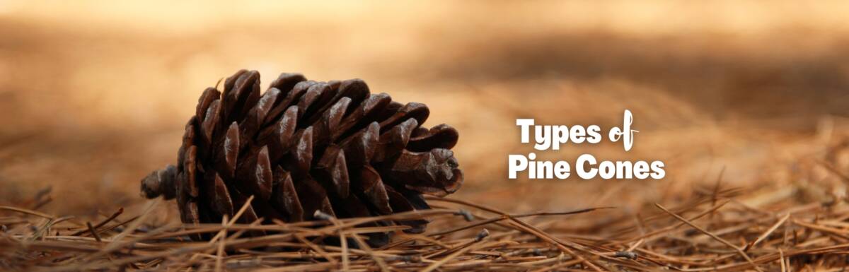 types of pine cones featured image