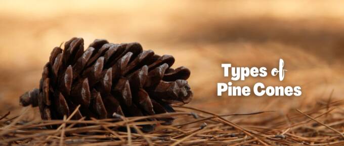 types of pine cones featured image