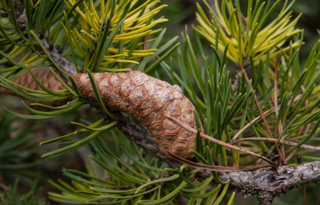 image of jack pine cone on a tree