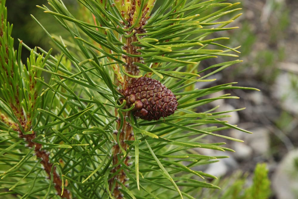 image of a single lodgepole pine on a pine tree