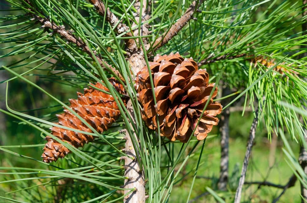 close up image of one opened and one closed cone from a Maritime pine tree