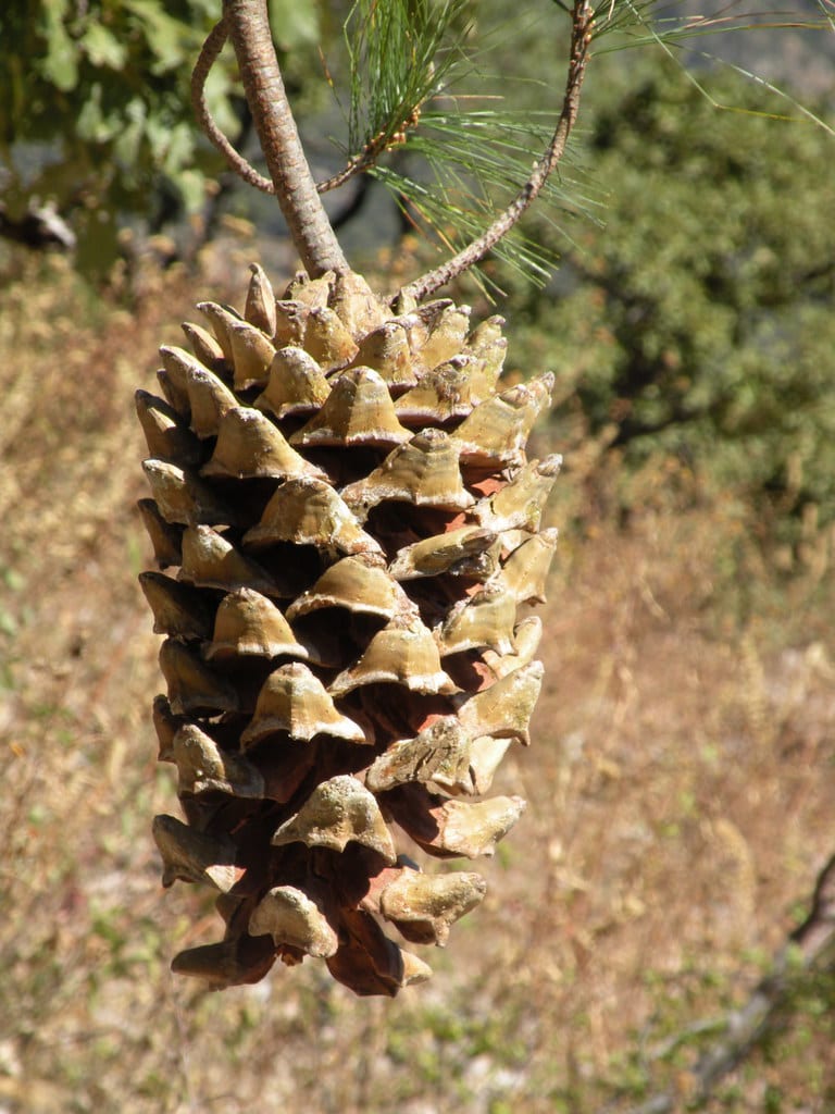 image of a Maxipinon pine cone hanging on the branch