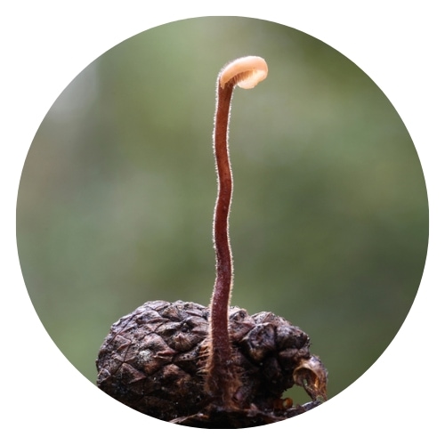 an earpick fungus growing on a pine cone