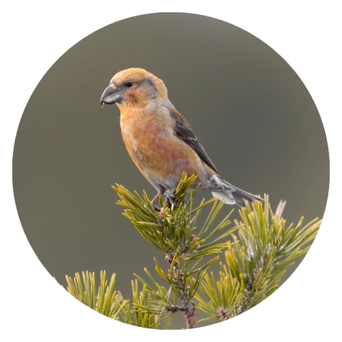 a parrot crossbill sitting on a pine tree branch