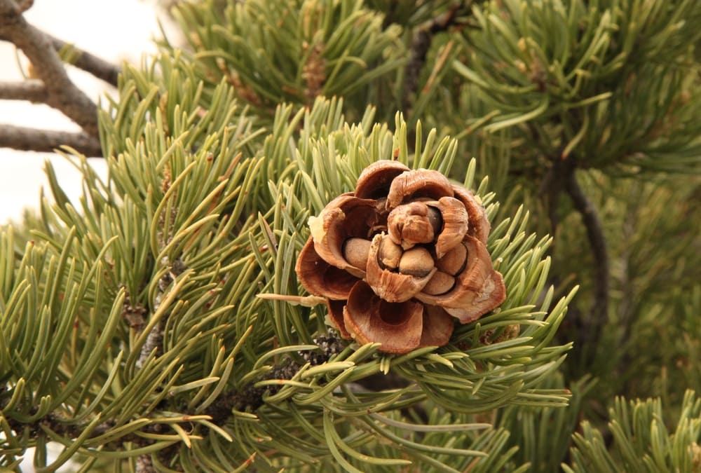 opened pinyon pine cone with nuts