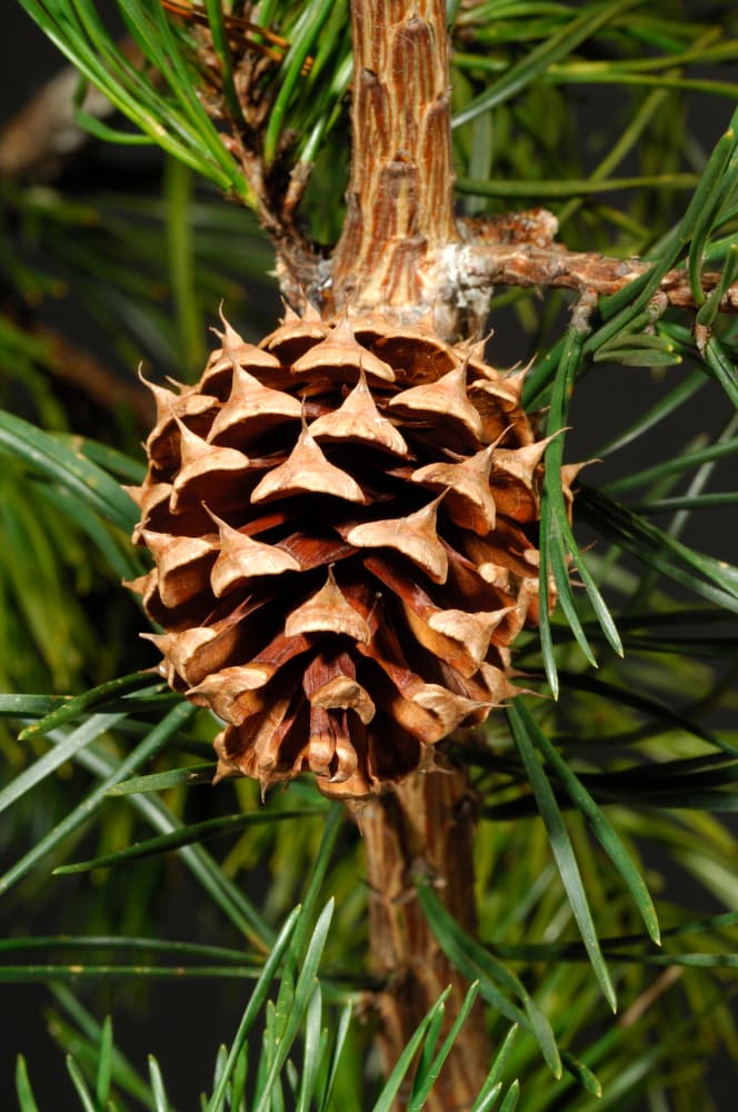 image of a pitch pine cone 