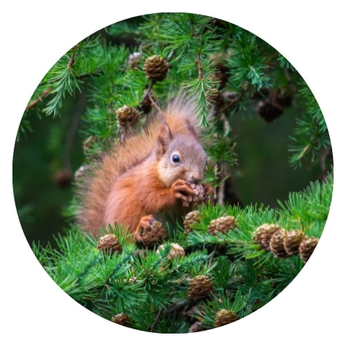 a red squirrel feeding on pine cones