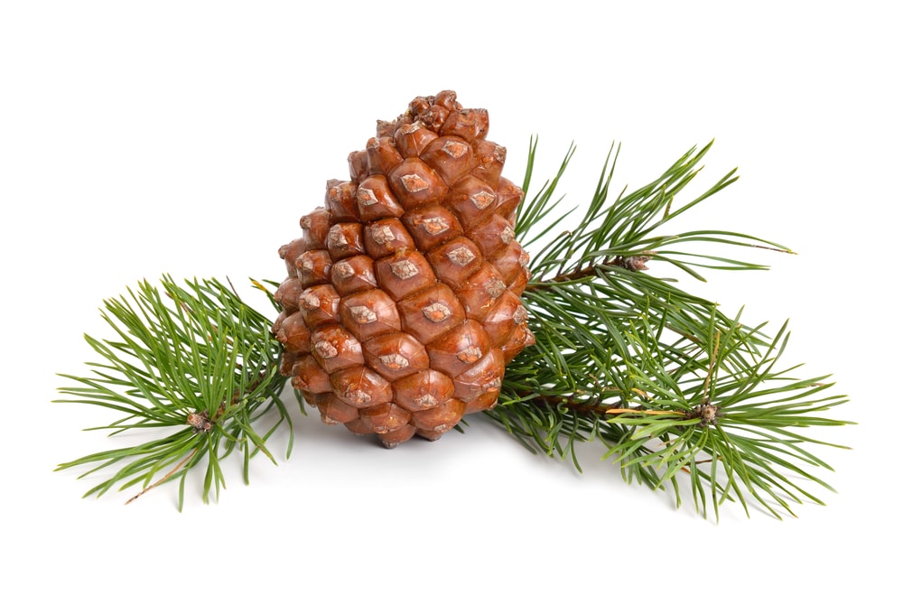 image of a stone pine cone on branch isolated on a white background
