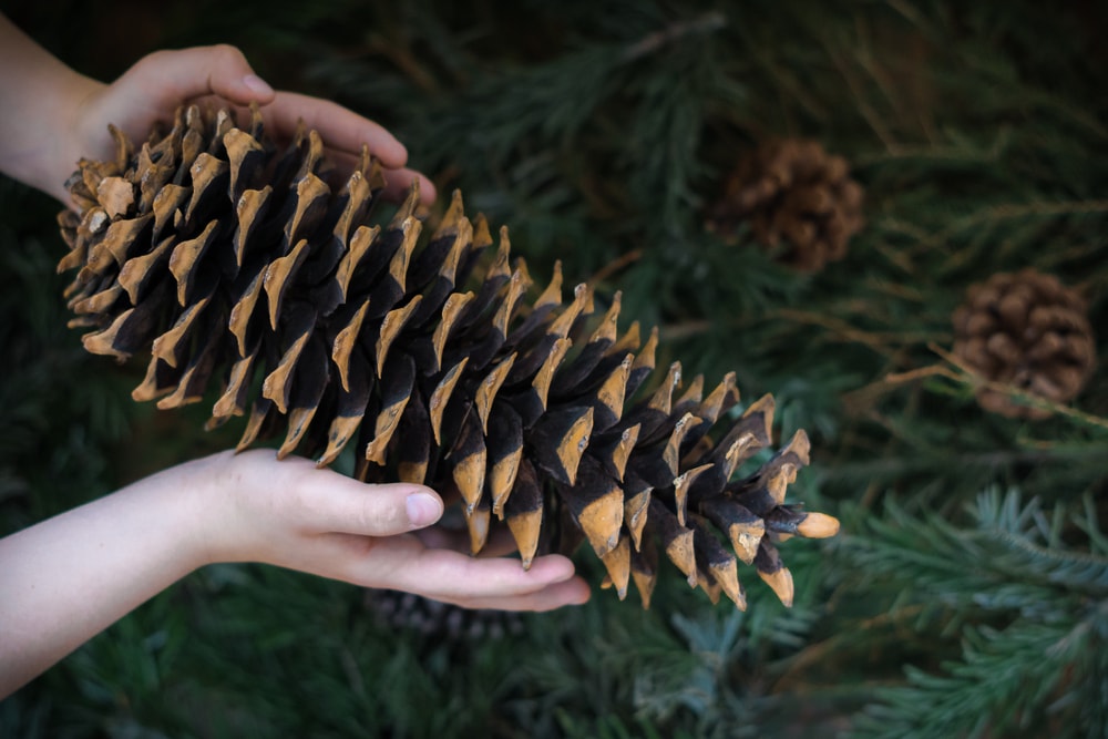hand holding a long sugar pine cone