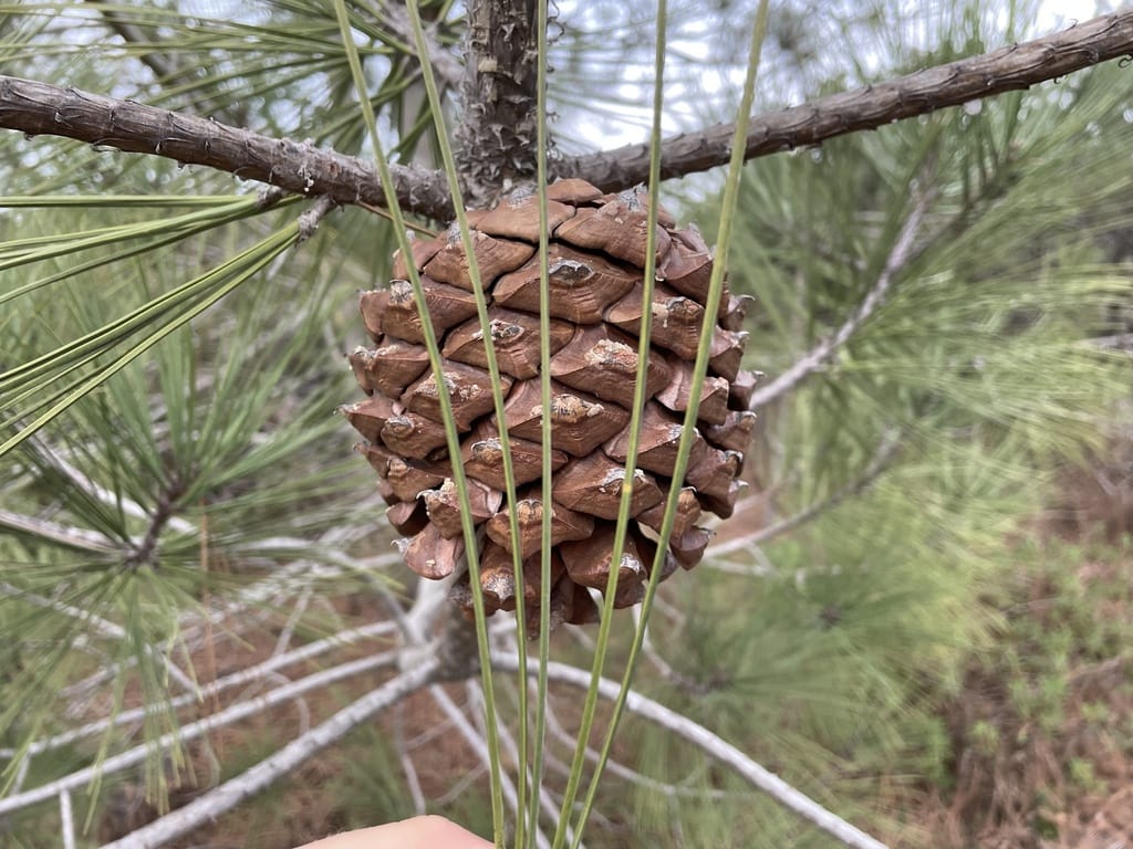 image of a Torrey pine cone hanging on a branch