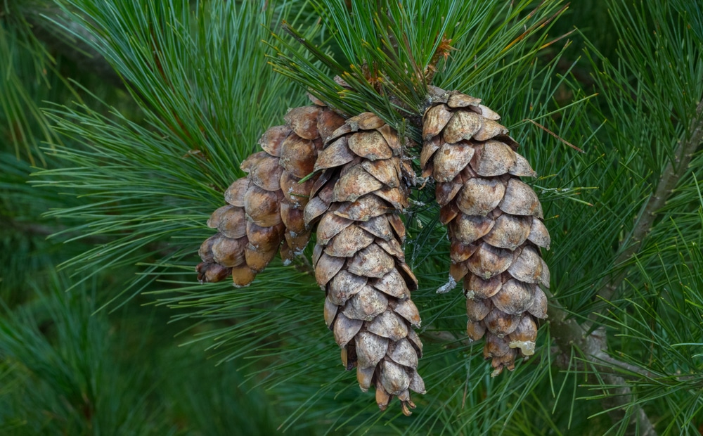 close up image of an eastern white pine cone