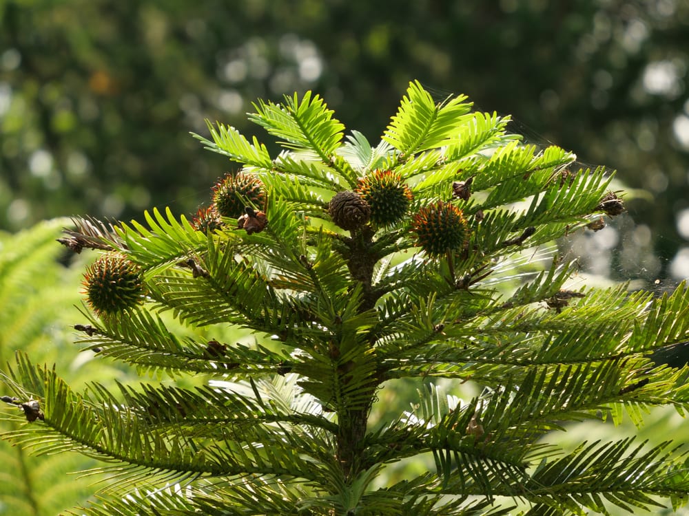 close up of pine cones from a Wollemi tree