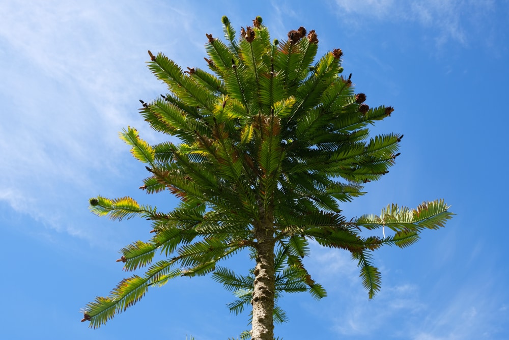 image of Wollemi Tree also known as living fossil