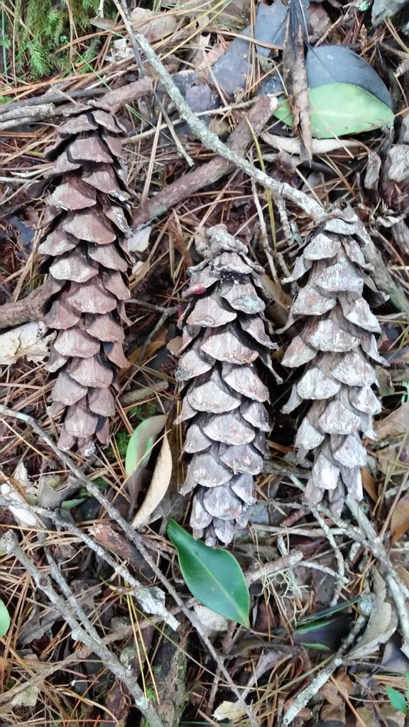 image of a Dalat white pine cone on the ground