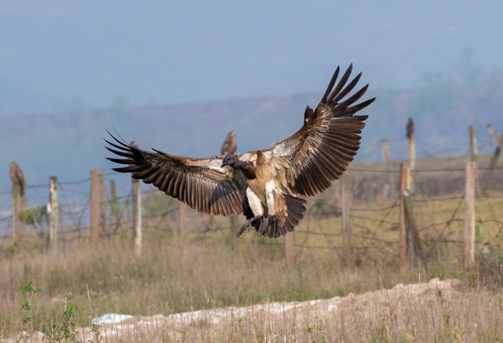 Slender-Billed Vulture (Gyps tenuirostris) landing on dry grasses