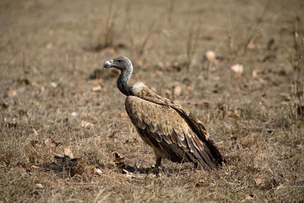 Indian Vulture (Gyps indicus) standing on field with dead plants