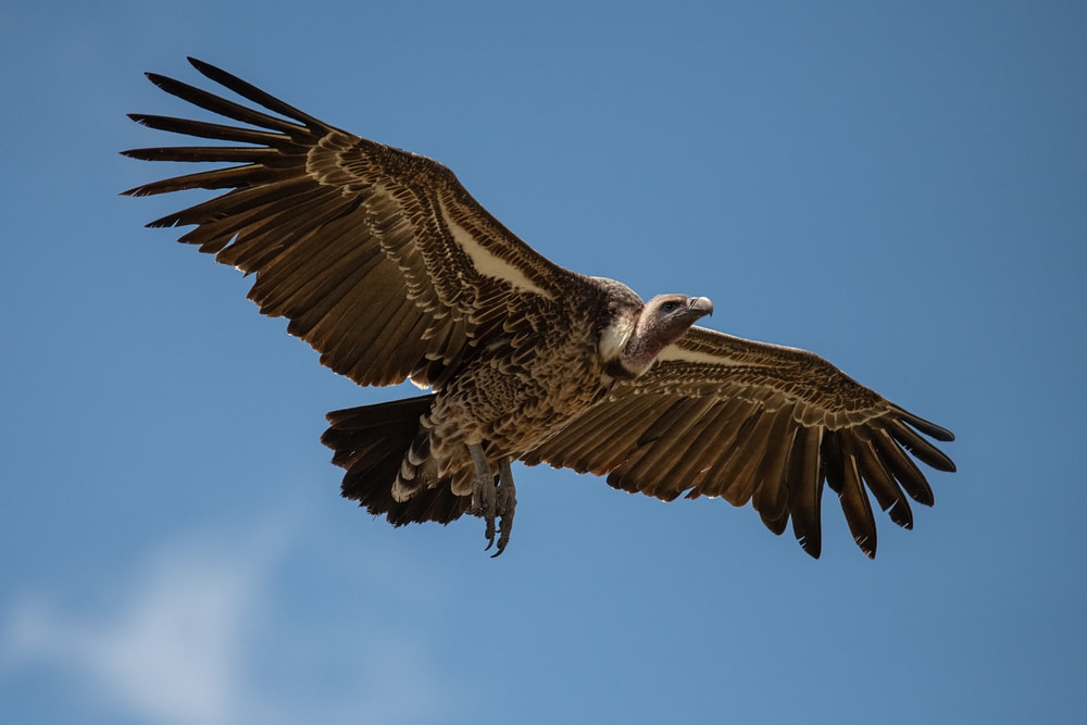 Ruppell's Vulture (Gyps rueppelli) flying in the blue sky