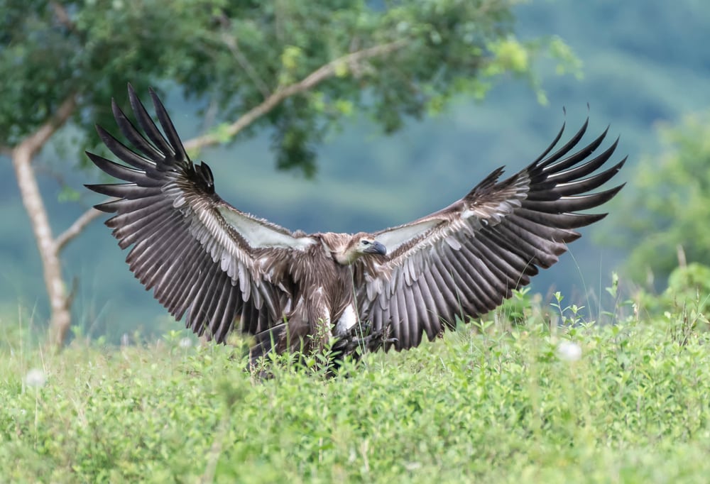 White-Rumped Vulture (Gyps bengalensis) landing with its wings open