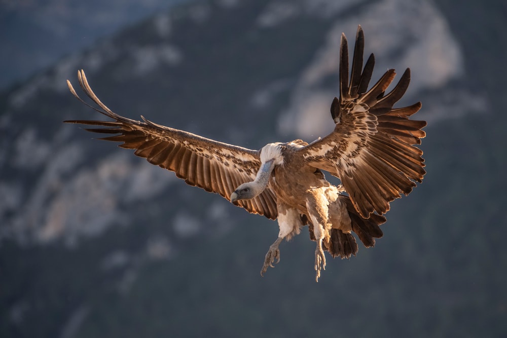 Griffon Vulture (Gyps fulvus) preparing its landing