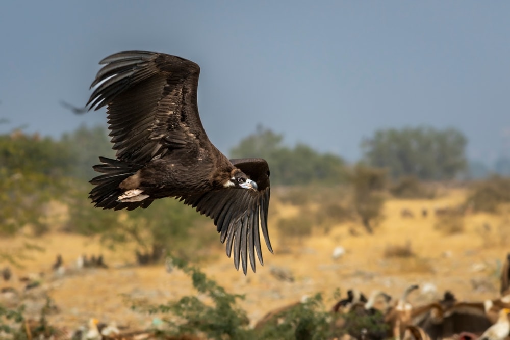 Cinereous Vulture (Aegypius monachus) landing on the field