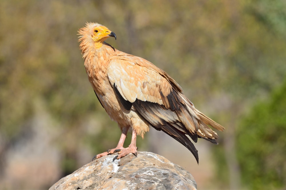 Egyptian Vulture (Neophron percnopterus) standing on a rounded rock