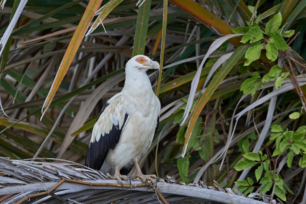 Palm-Nut Vulture (Gypohierax angolensis) standing on dried coconut tree leaf