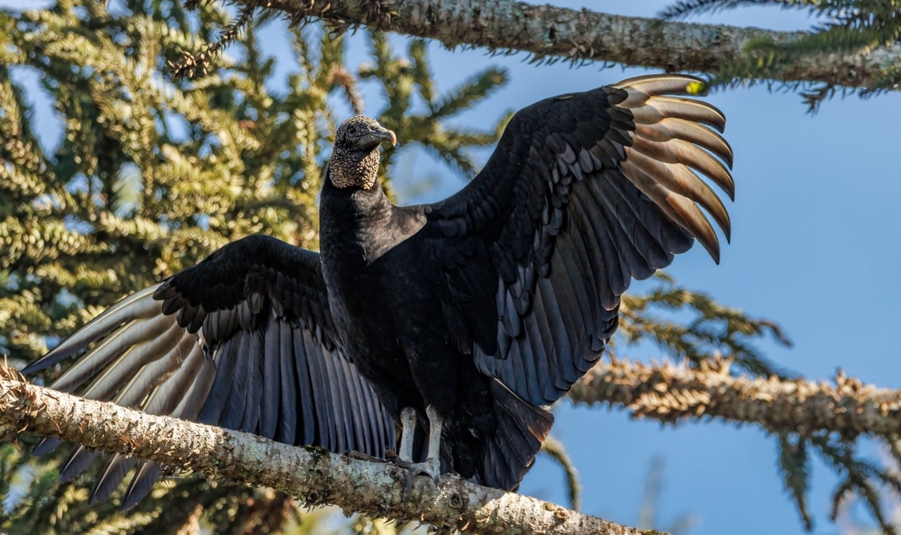 Black Vulture (Coragyps atratus) standing on a brach of tree full of mosses