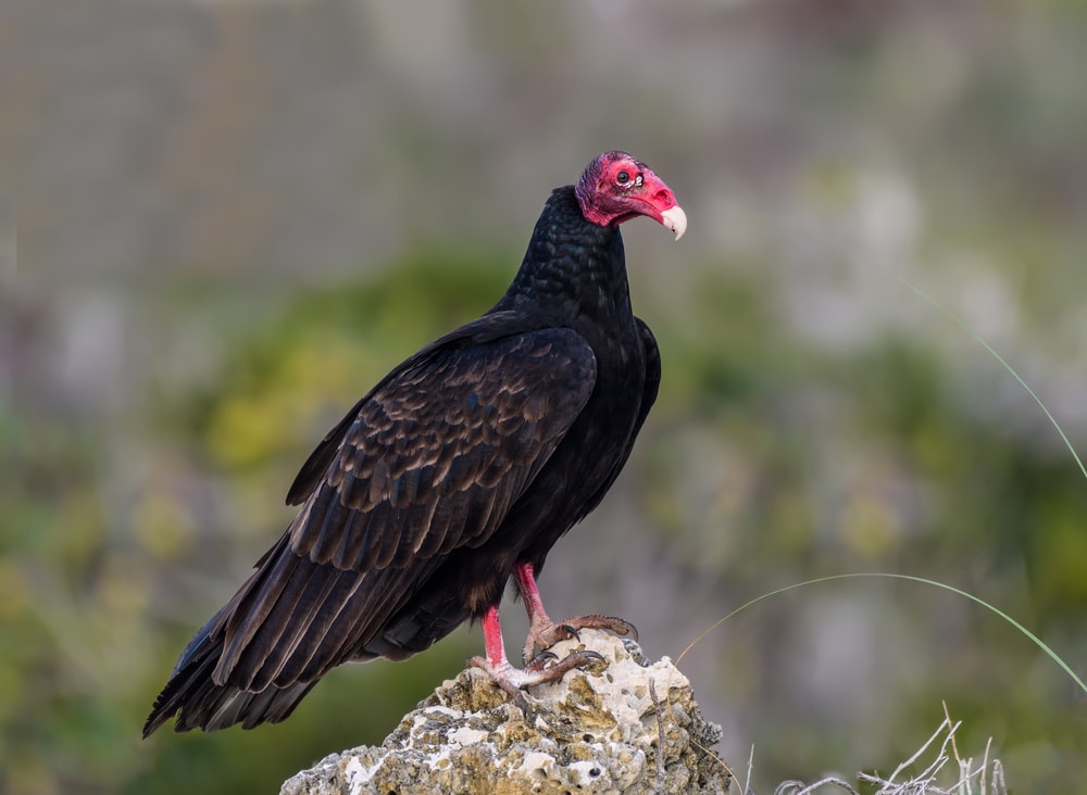 Turkey Vulture (Cathartes aura) on top of a rock full of holes