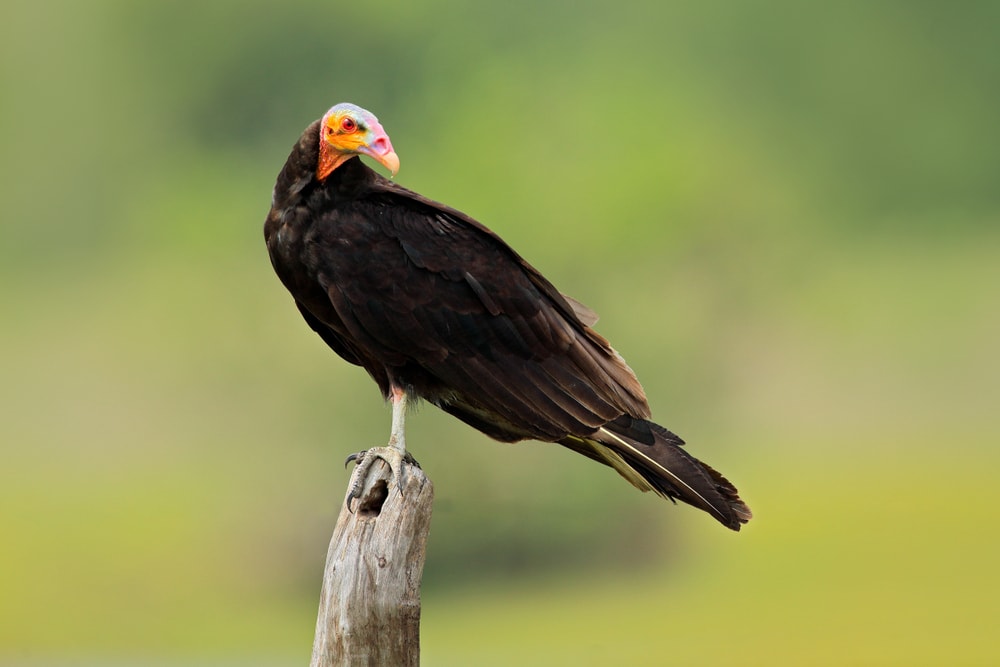 Lesser Yellow-Headed Vulture (Cathartes burrovianus) on top of a pointed wood branch