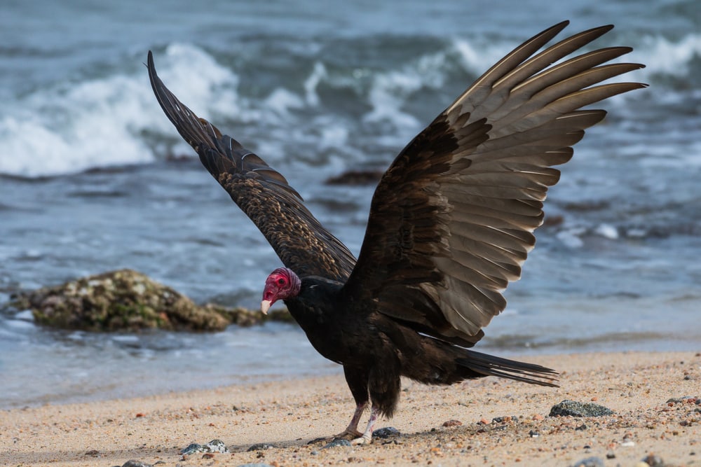 California Condor (Gymnogyps californianus) landed on the shore of the beach
