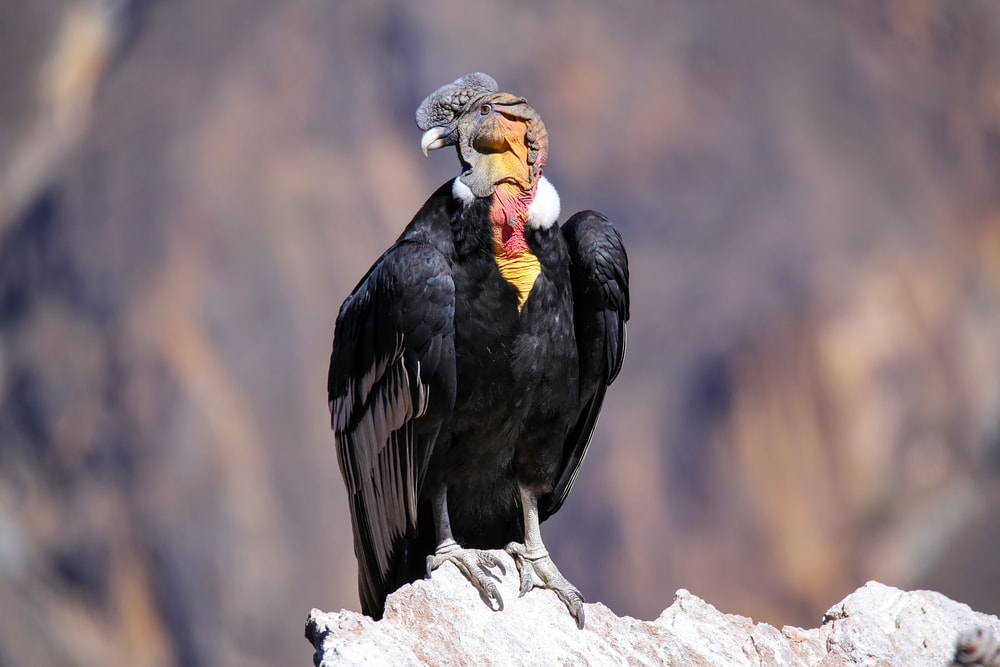 Andean Condor (Vultur gryphus) on top of a rough rock
