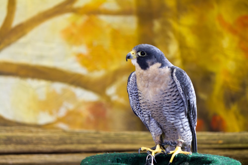 Peregine falcon standing on a green platform