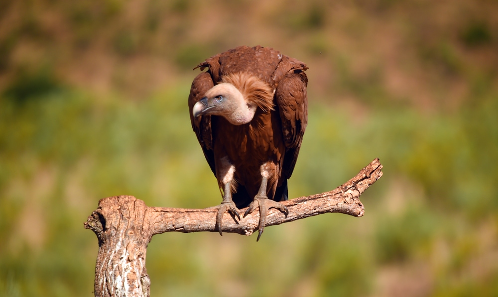 Vulture standing on a branch of dry tree