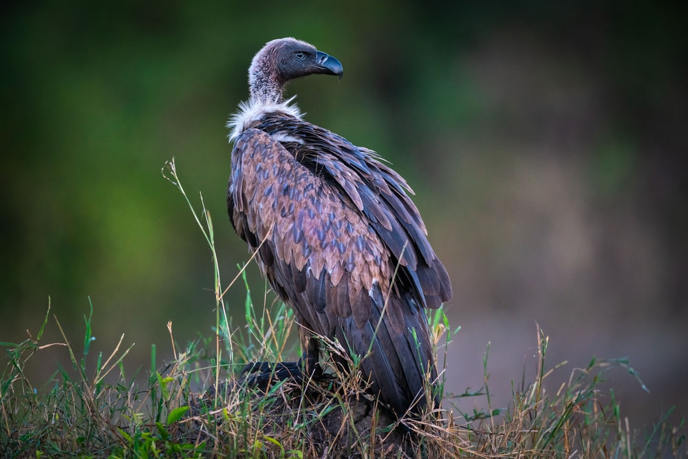 White-headed Vulture (Trigonoceps occipitalis) looking at its back