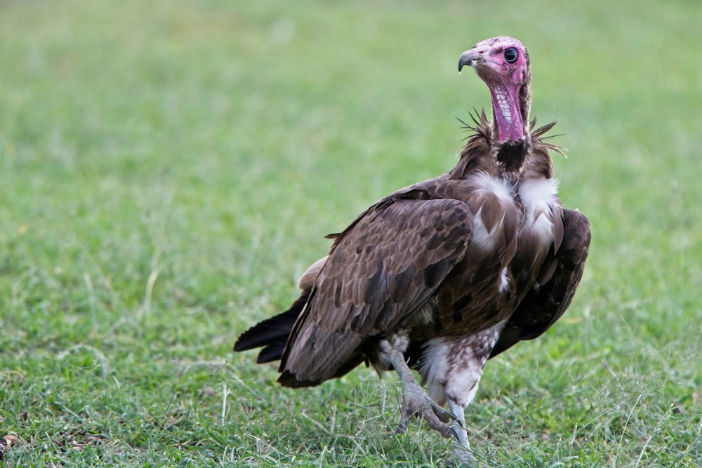 Lappet-faced Vulture (Torgos tracheliotos) standing on a green grass