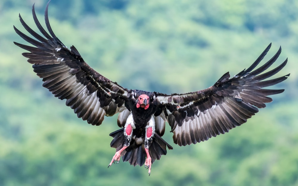 Red-Headed Vulture (Sarcogyps calvus) flying in the forest