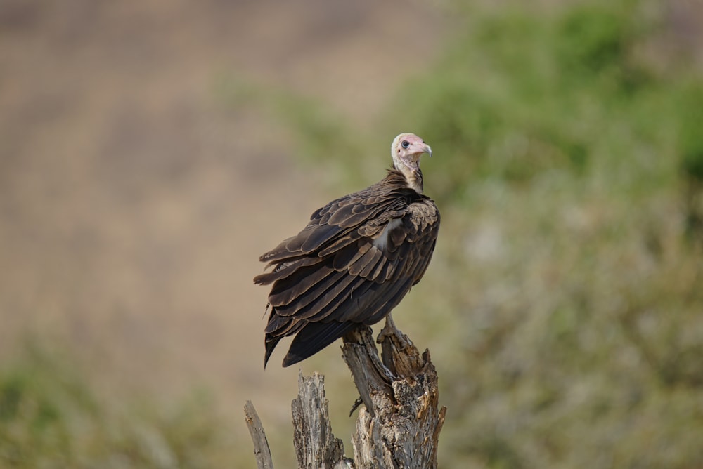 Hooded Vulture (Necrosyrtes monachus) standing on a cut tree
