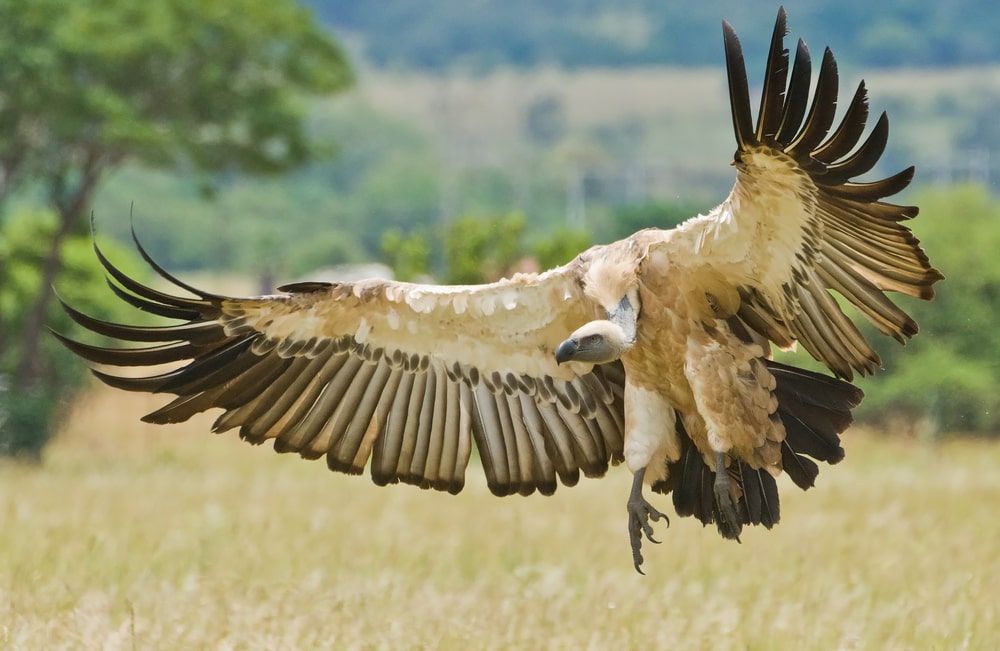 Cape Vulture (Gyps coprotheres) flying on dry field