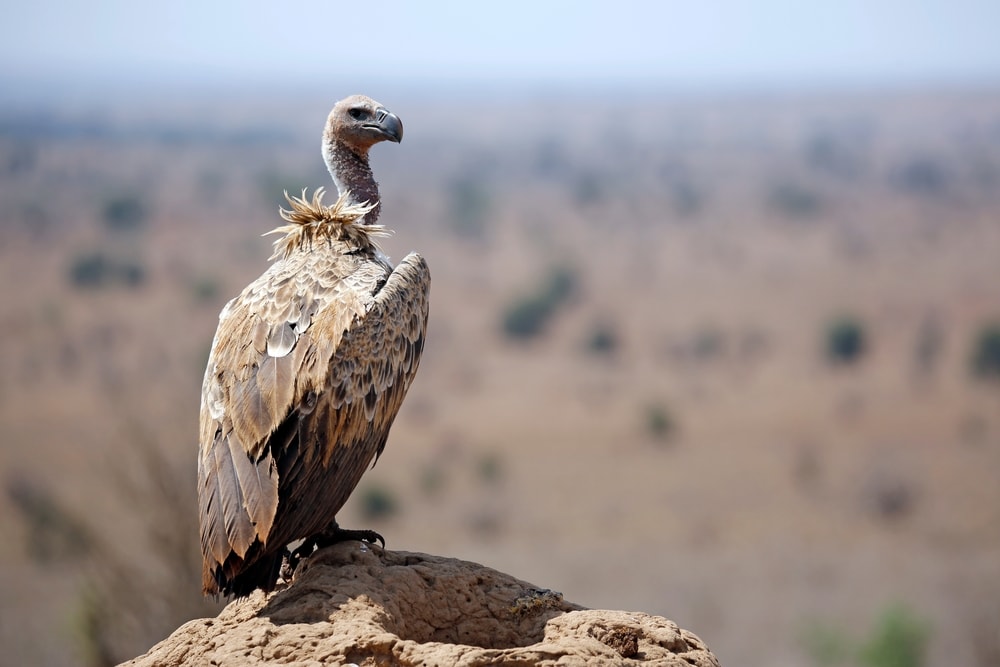 White-backed Vultures (Gyps africanus) standing on top of a rock