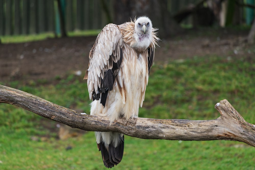 Himalayan Vulture (Gyps himalayensis) standing on a branch of tree