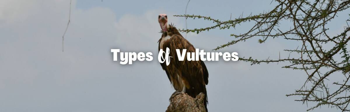 Types of vultures featured image